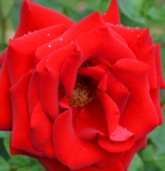 Rosa flor. 'Oh My!' PPAF (red)