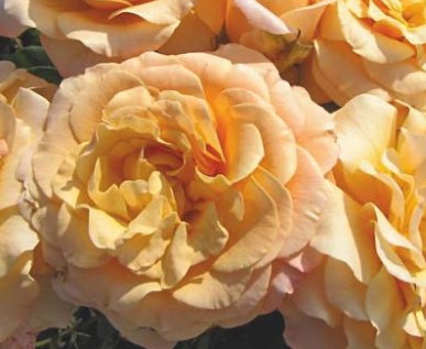 Rosa flor. 'Morning Glow™' (yellow)