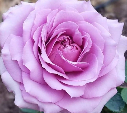 Rosa flor. 'Love Song' ™ (lavender)