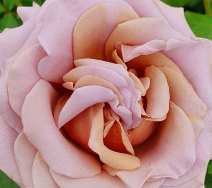Rosa flor. 'Koko Loko' ™ PP23269 (mauve)