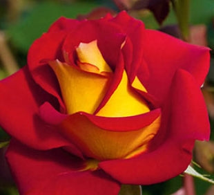 Rosa flor. 'Ketchup & Mustard' ™ PPAF (red/yellow)