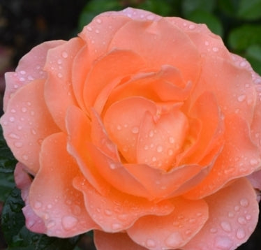 Rosa flor. 'Jump for Joy' ™ (apricot) 24" Tree Form