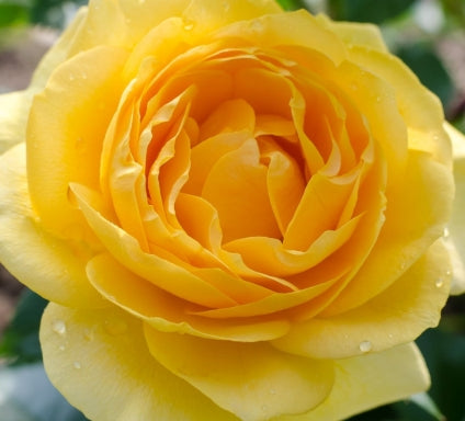 Rosa flor. 'Julia Child' ™ PP18473 (yellow)