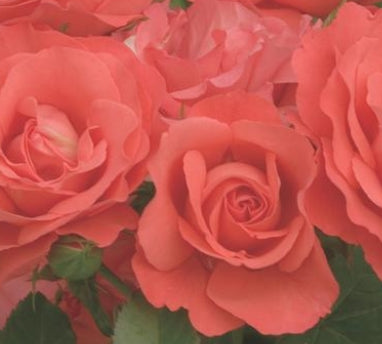 Rosa flor. Marmalade Skies™ PP12579 (orange)