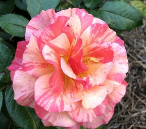 Rosa flor. 'Frida Kahlo'® (pink)