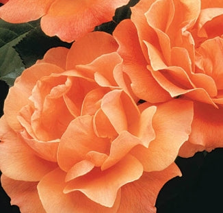 Rosa flor. LIVIN' EASY™ PP9161 (apricot) Tree Form