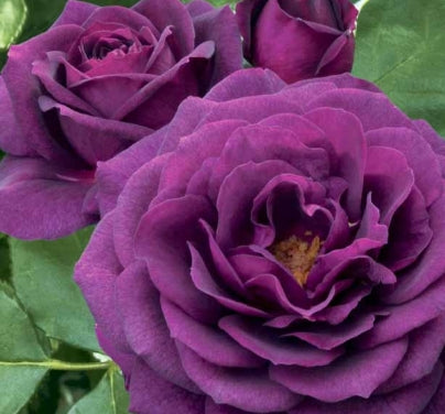 Rosa flor. 'EBB Tide' ™ PPAF (purple)