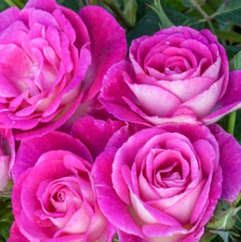 Rosa flor. 'Easy To Please' ™ PPAF (pink)