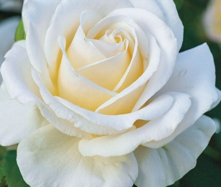 Rosa flor. 'Easy Spirit' ™ (white)