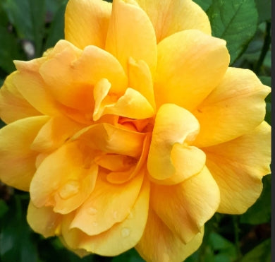 Rosa flor. 'Easy Going' ™ PP10478 (yellow)