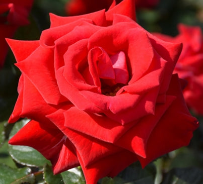 Rosa flor. 'Drop Dead Red' ™ PPAF (red)