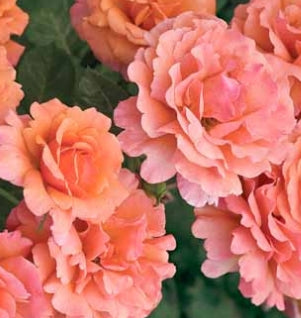 Rosa flor. 'Easy Does It' ™ PP9161 (salmon)