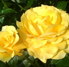 Rosa flor. 'Doris Day' ™ PPAF (yellow)