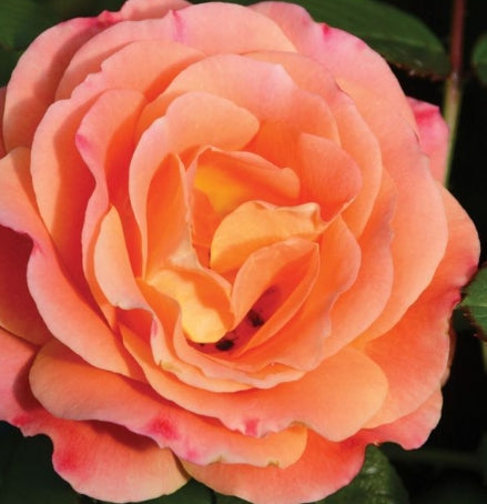 Rosa flor. 'Burst of Joy™ PP26819 (Peachy-pink)