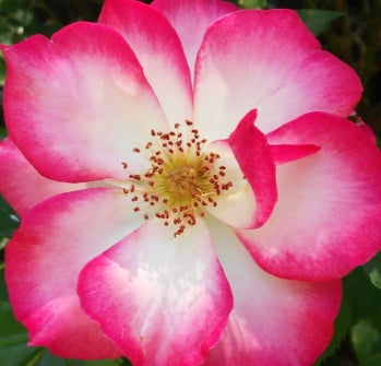 Rosa flor. 'Betty Boop' ™ PP11517 (ivory/red)