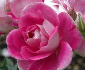 Rosa flor. 'Brilliant Pink Iceberg' PP12645 (pink)