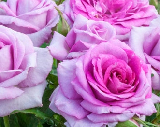 Rosa flor. Life's Little Pleasures™ (lavender/pink)