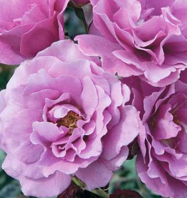 Rosa flor. 'Angel Face' (lavender)