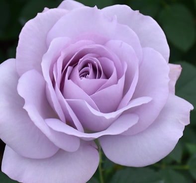 Rosa fl. 'Silver Lining' PPAF (lavender)
