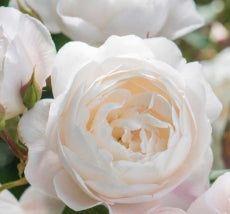Rosa David Austin® Desdemona (white)