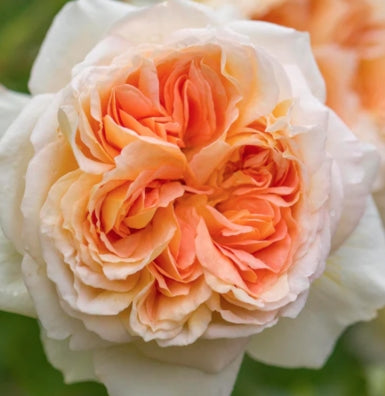 Rosa David Austin® BATHSHEBA™ (apricot)