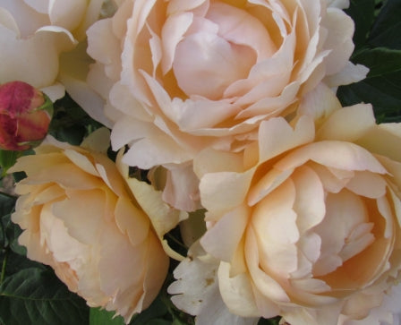 Rosa David Austin® 'Wollerton Old Hall' (soft apricot)