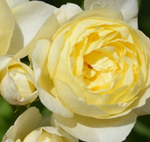 Rosa David Austin® 'Vanessa Bell' (yellow)