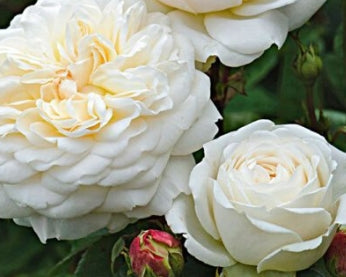 Rosa David Austin® 'Tranquillity' (white)