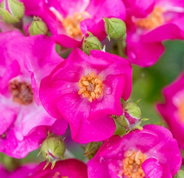 Rosa flor. GRAPE JELLY™ (lavender) PPAF