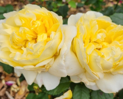 Rosa David Austin® 'The Poet's Wife' (yellow)