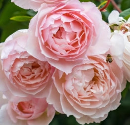 Rosa David Austin® 'The Generous Gardener' (pink)