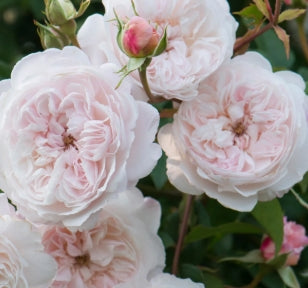 Rosa David Austin® 'The Albrighton Rambler' (soft pink)