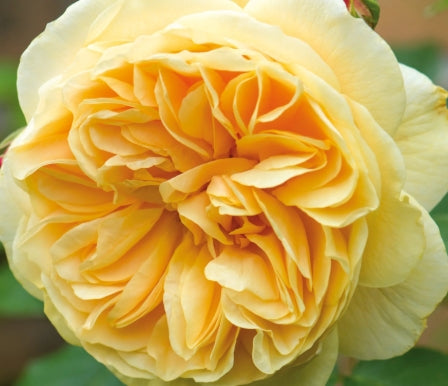 Rosa David Austin® 'Teasing Georgia' PPAF (yellow)