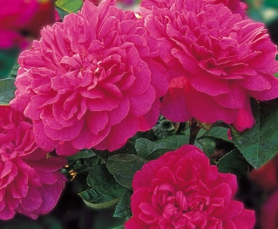 Rosa David Austin® 'Sophy's Rose' PP11422 (pink/red)