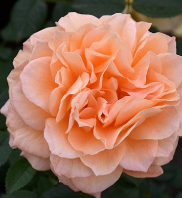 Rosa flor. FOREVER AMBER™ (amber)