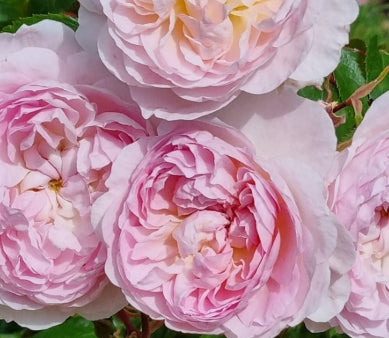 Rosa David Austin® 'Silas Marner®' (pink)