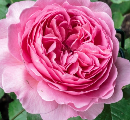 Rosa David Austin® 'Princess Alexandra of Kent' (pink)