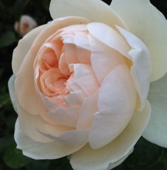 Rosa David Austin® 'Lichfield Angel' (creamy apricot)