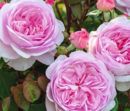 Rosa David Austin® 'Olivia Rose' (pink)