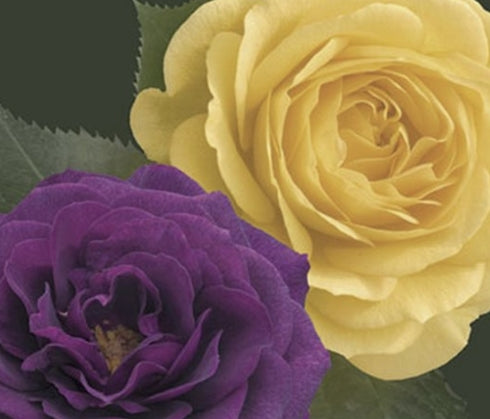 Rosa flor. EBB Tide & Julia Child (purple & yellow) 36" TREE FORM
