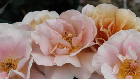 Rosa flor. DISTANT DRUMS™ PPAF (pink)