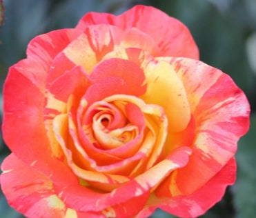 Rosa flor. CHIHULY® PP15076 (multi-color)