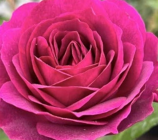 Rosa flor. CELESTIAL NIGHT™ PPAF (plum)