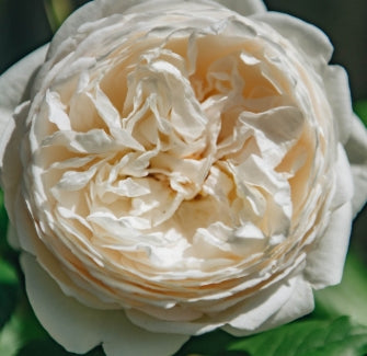Rosa David Austin® 'Claire Austin' PP19465 (white)
