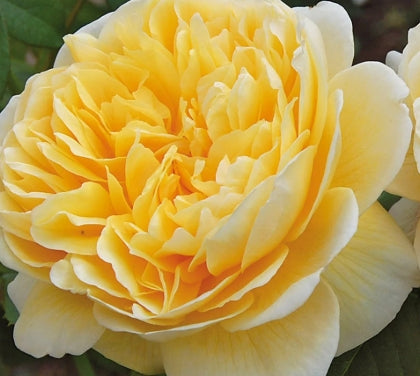 Rosa David Austin® 'Charlotte' (yellow)