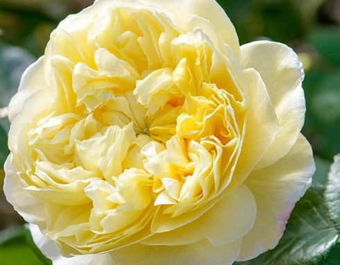 Rosa David Austin® 'Charles Darwin' (yellow)
