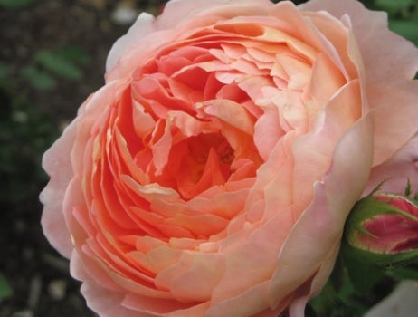 Rosa David Austin® 'Carding Mill' (apricot)