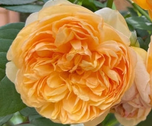 Rosa David Austin® 'Bring Me Sunshine' (orange - yellow)