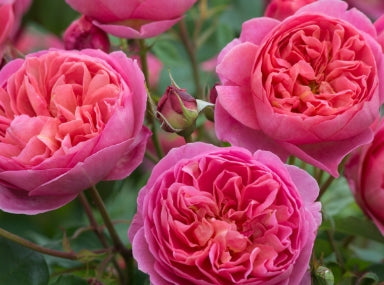 Rosa David Austin® 'Boscobel' ™ (salmon pink)