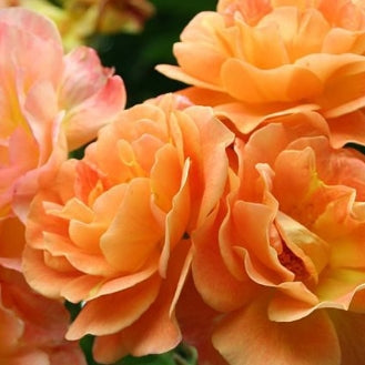 Rosa climb. 'Westerland' (apricot)